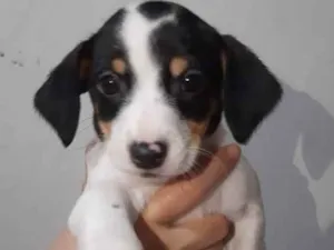 Cachorro raça  Vila lata idade Abaixo de 2 meses nome Penélope