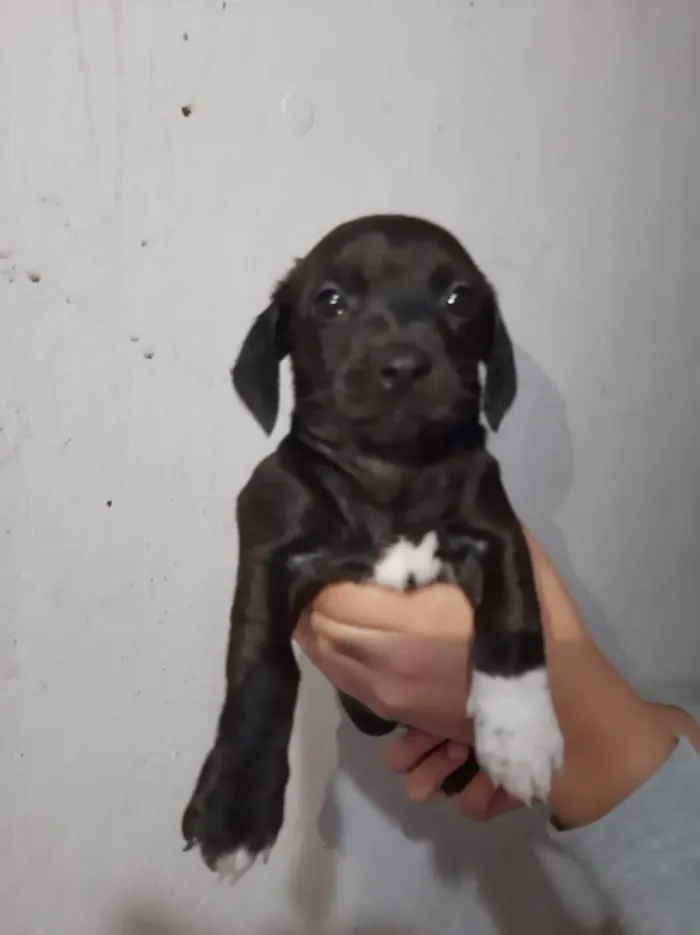 Cachorro raça  Vila lata idade Abaixo de 2 meses nome Diana