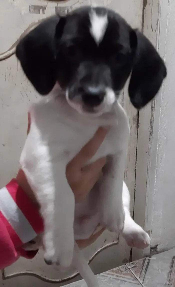 Cachorro raça  Vila lata idade Abaixo de 2 meses nome Scooby