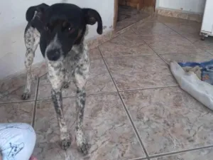 Cachorro raça Vira lata idade 1 ano nome Bob