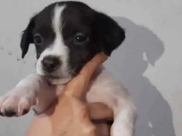 Cachorro raça  Vila lata idade Abaixo de 2 meses nome Chayene