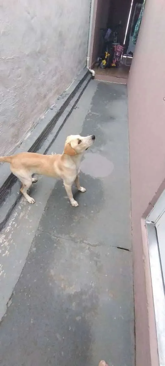 Cachorro ra a Labrador  idade 1 ano nome Tody