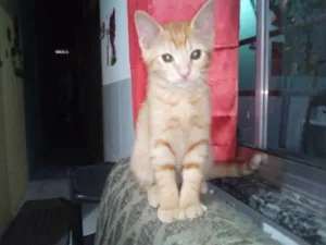 Gato raça  idade 2 a 6 meses nome Chandeli e bonsai 