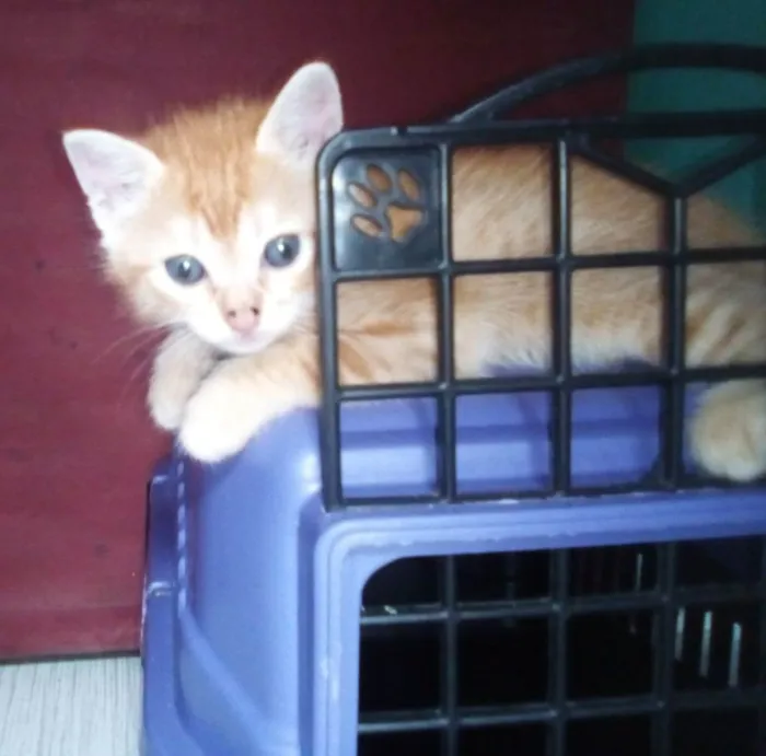 Gato ra a  idade 2 a 6 meses nome Chandeli e bonsai 