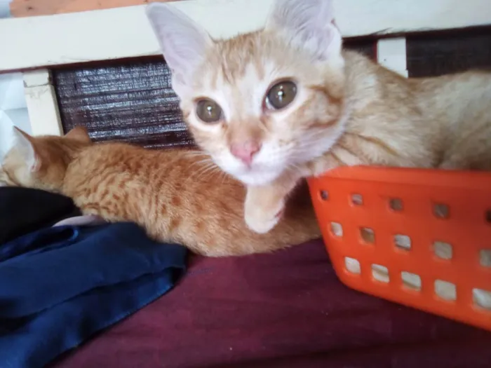 Gato ra a  idade 2 a 6 meses nome Chandeli e bonsai 