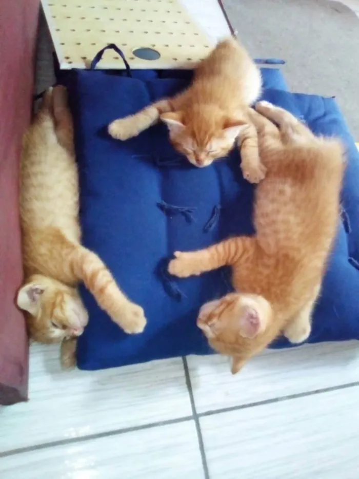 Gato ra a  idade 2 a 6 meses nome Chandeli e bonsai 