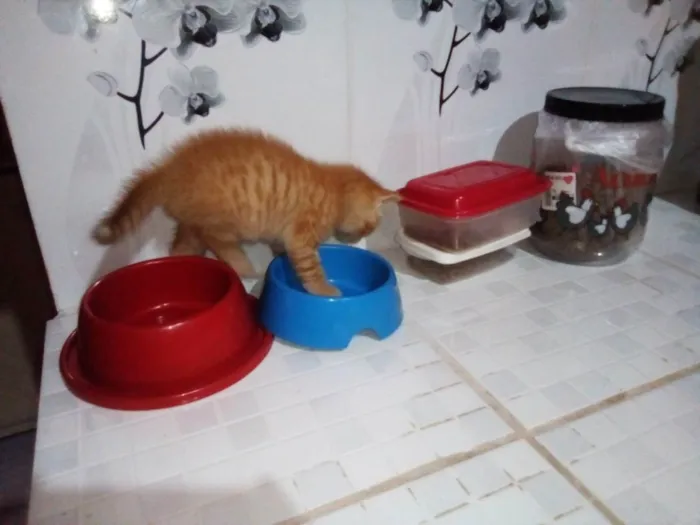 Gato ra a  idade 2 a 6 meses nome Chandeli e bonsai 