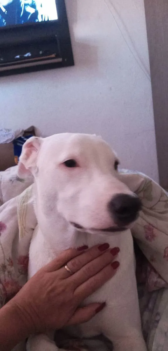 Cachorro ra a Mistiço com pitbull idade 7 a 11 meses nome Sansão