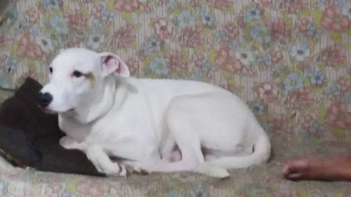 Cachorro ra a Mistiço com pitbull idade 7 a 11 meses nome Sansão
