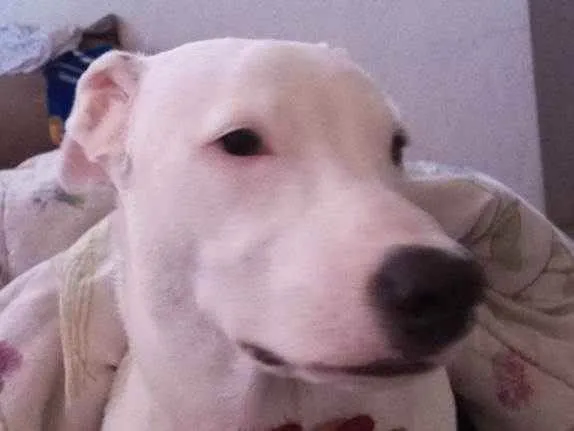 Cachorro ra a Mistiço com pitbull idade 7 a 11 meses nome Sansão