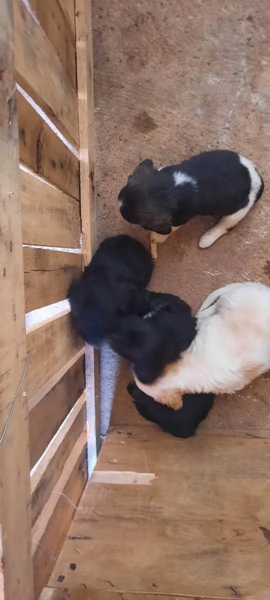 Cachorro ra a Media idade Abaixo de 2 meses nome Doli