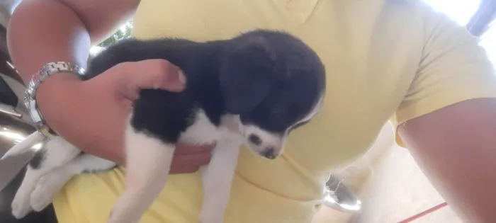 Cachorro ra a Media idade Abaixo de 2 meses nome Doli