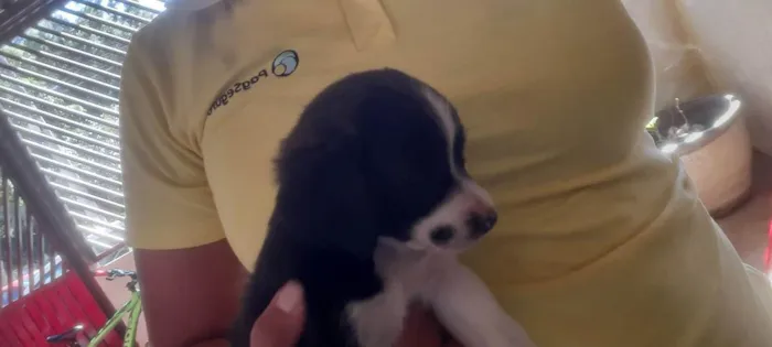 Cachorro ra a Media idade Abaixo de 2 meses nome Doli