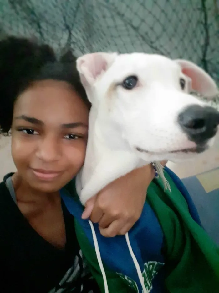 Cachorro ra a Mistiço com pitbull idade 7 a 11 meses nome Sansão