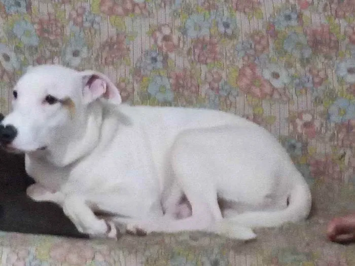 Cachorro ra a Mistiço com pitbull idade 7 a 11 meses nome Sansão