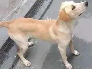 Cachorro ra a Labrador  idade 1 ano nome Tody