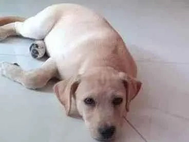 Cachorro ra a Labrador com Golden idade 2 a 6 meses nome Don 
