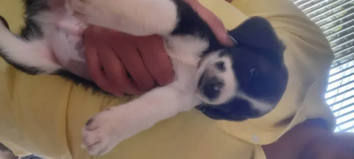 Cachorro ra a Media idade Abaixo de 2 meses nome Doli