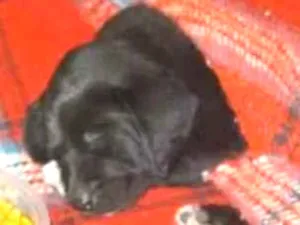 Cachorro raça Labrador  idade Abaixo de 2 meses nome Sem nome 