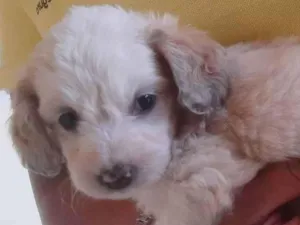 Cachorro raça Media idade Abaixo de 2 meses nome Doli