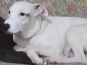 Cachorro raça Mistiço com pitbull idade 7 a 11 meses nome Sansão