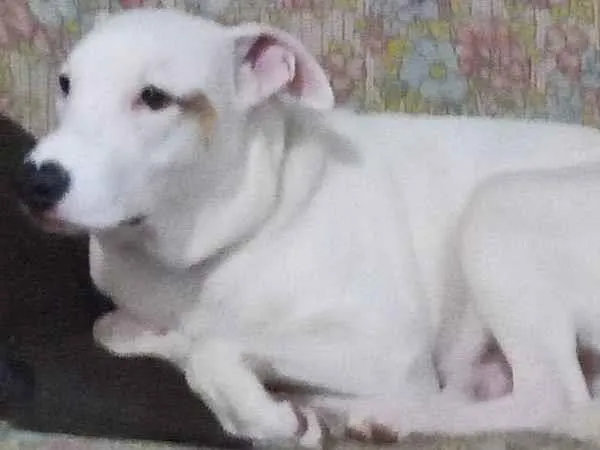 Cachorro ra a Mistiço com pitbull idade 7 a 11 meses nome Sansão