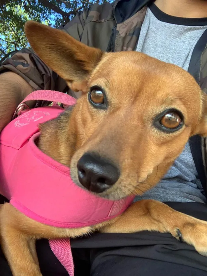 Cachorro ra a Vira lata  idade 5 anos nome Mel