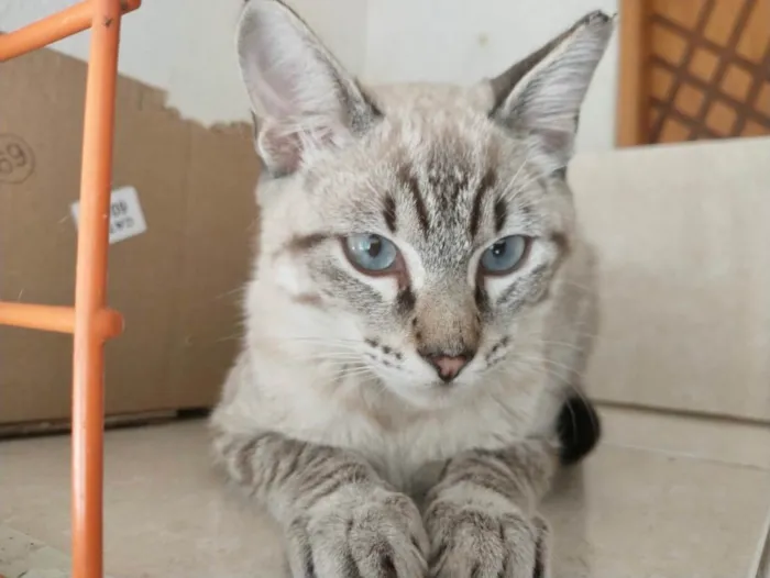 Gato raça Srd idade 2 a 6 meses nome Vincent bb4meses