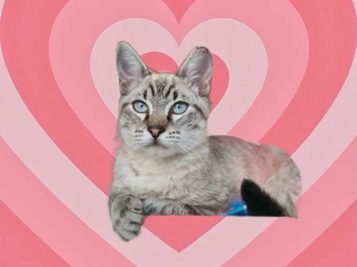 Gato raça Srd idade 2 a 6 meses nome Vincent bb4meses