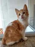 Gato raça Srd idade 2 a 6 meses nome Benjamim bebê 2 mese