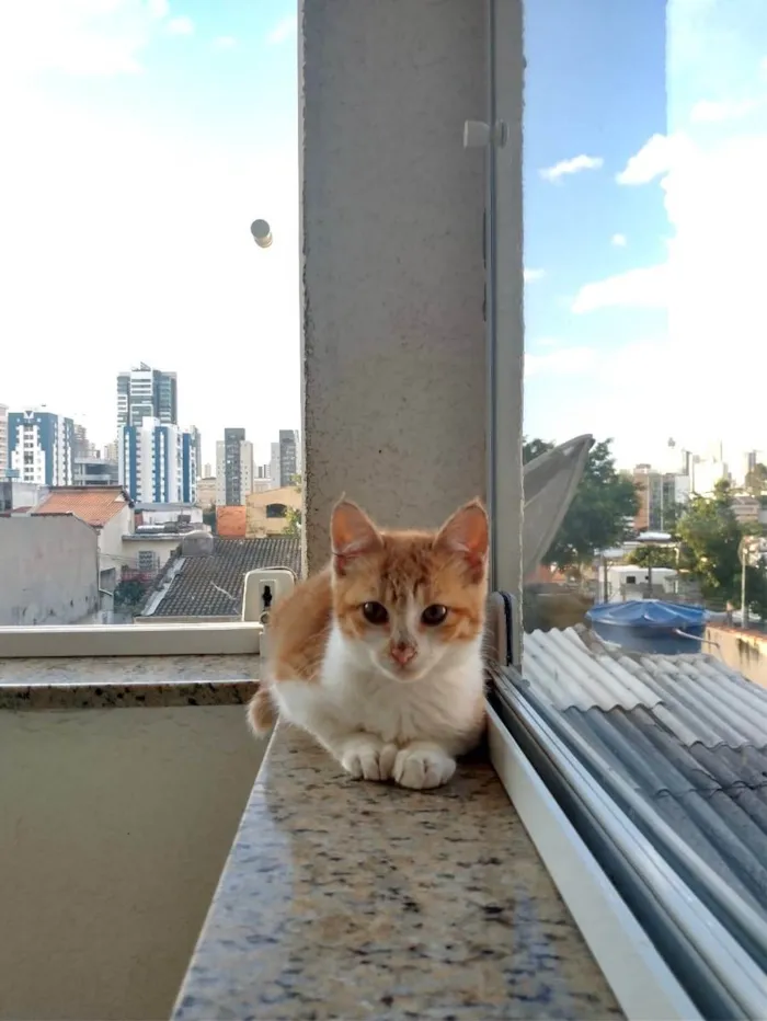 Gato raça Srd idade 2 a 6 meses nome Benjamim bebê 2 mese