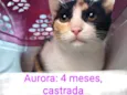 Gato raça Srd  idade 2 a 6 meses nome Aurora bb4meses 