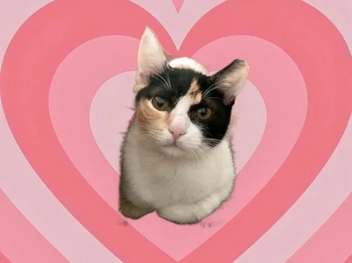 Gato raça Srd  idade 2 a 6 meses nome Aurora bb4meses 