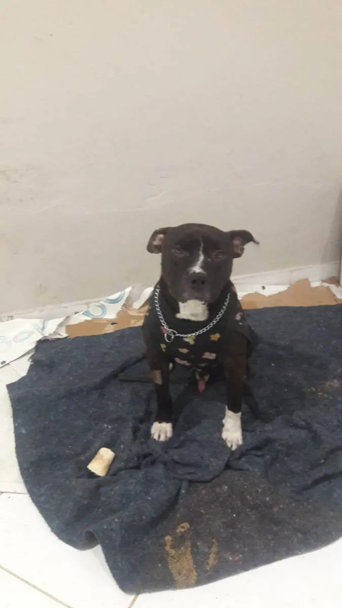 Cachorro raça American pit bull terrier idade 2 anos nome Bernardo