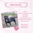 Bernardo