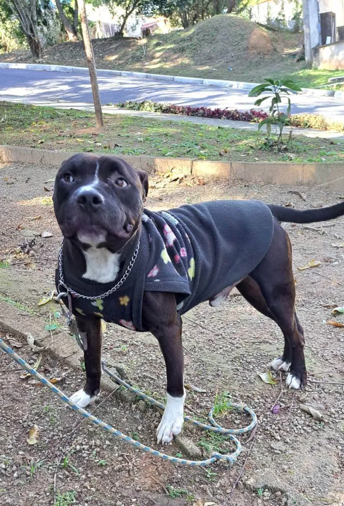 Cachorro raça American pit bull terrier idade 2 anos nome Bernardo