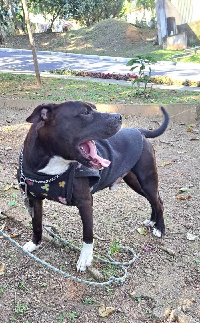 Cachorro raça American pit bull terrier idade 2 anos nome Bernardo