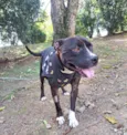 Cachorro raça American pit bull terrier idade 2 anos nome Bernardo