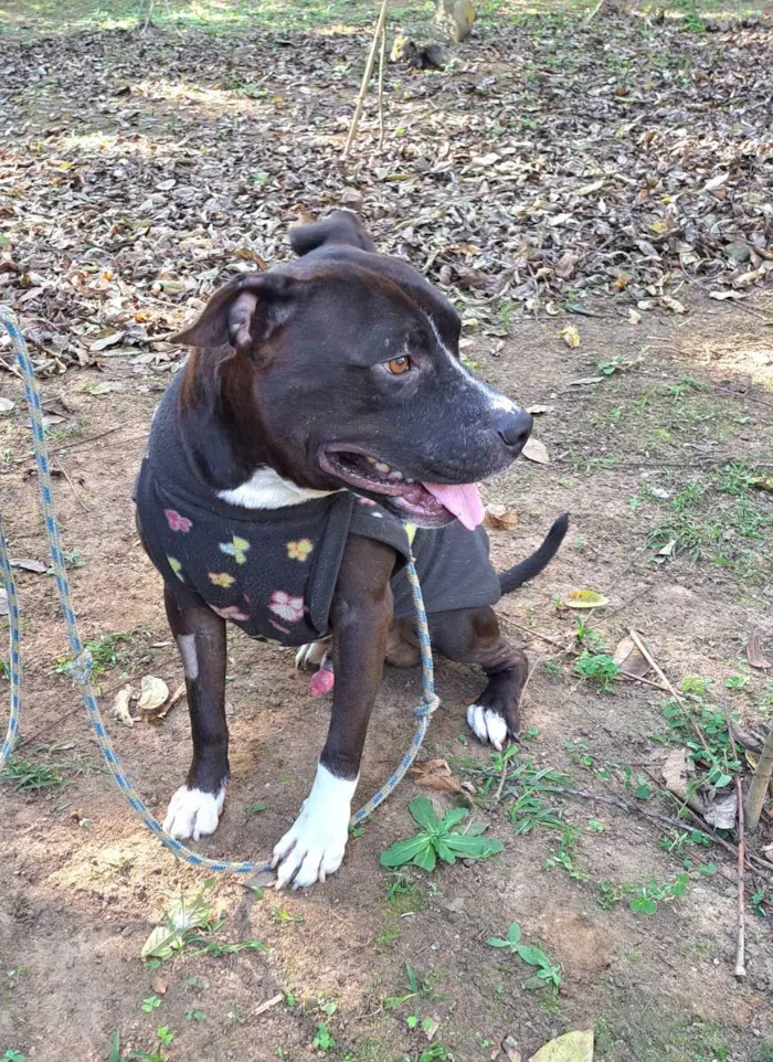 Cachorro raça American pit bull terrier idade 2 anos nome Bernardo