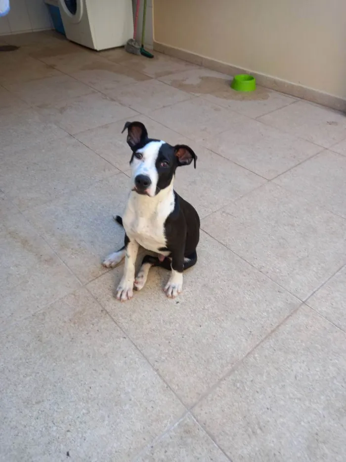 Cachorro raça Mistura de pit bul  com vira l idade  nome FRED 