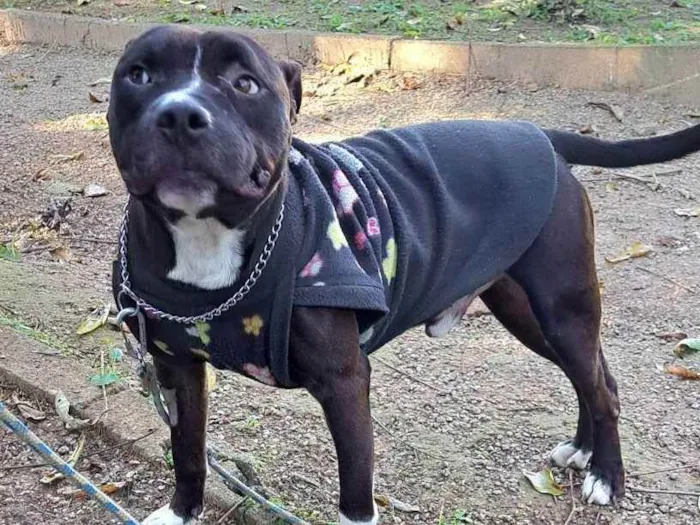 Cachorro raça American pit bull terrier idade 2 anos nome Bernardo