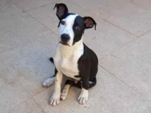 Cachorro raça Mistura de pit bul  com vira l idade  nome FRED 