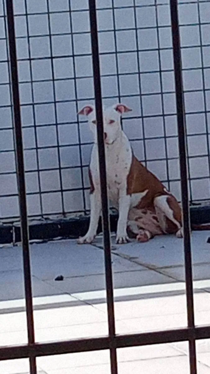 Cachorro raça pitbul idade 1 ano nome KIRA
