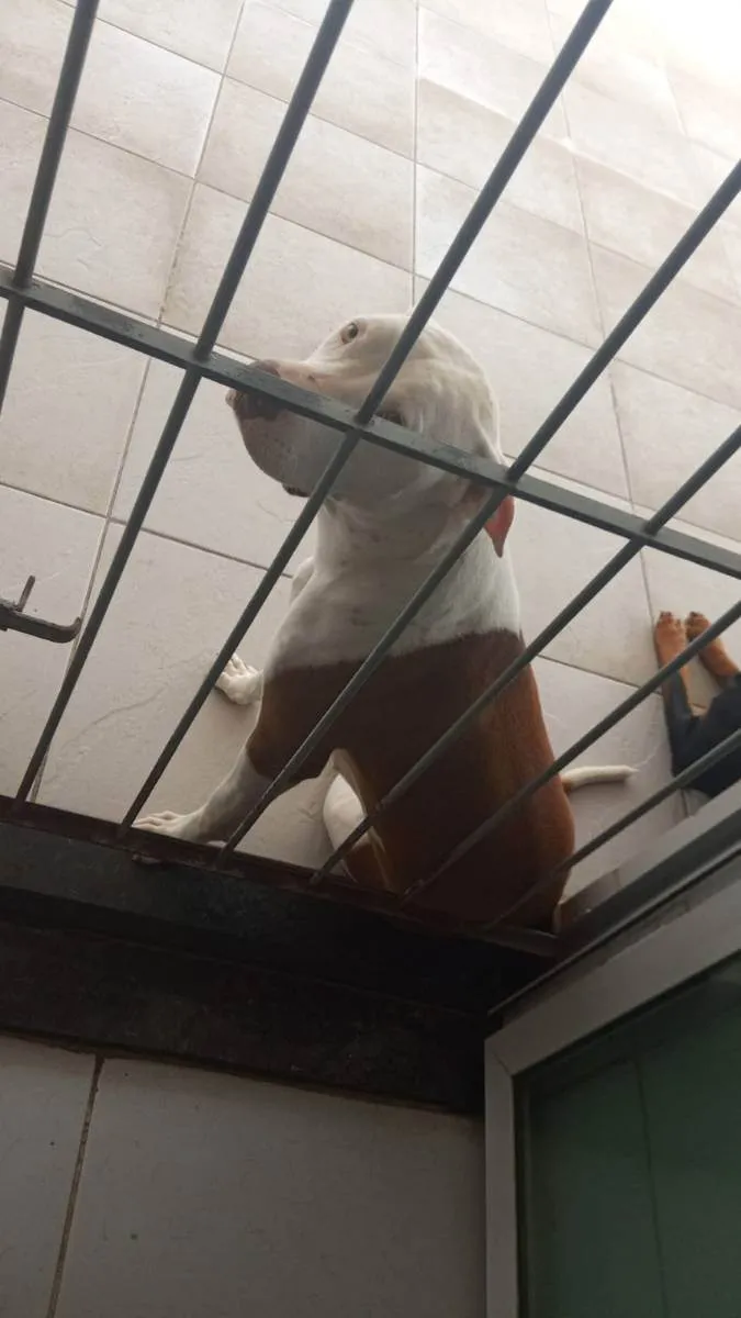 Cachorro raça pitbul idade 1 ano nome KIRA