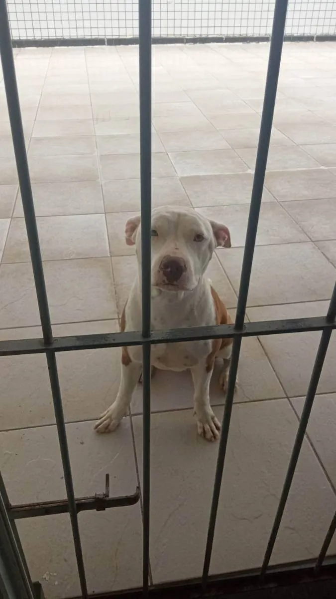 Cachorro raça pitbul idade 1 ano nome KIRA