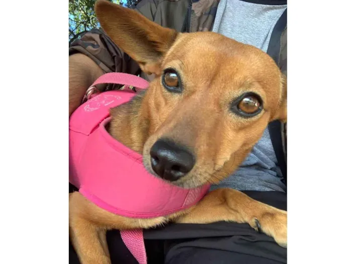 Cachorro ra a Vira lata  idade 5 anos nome Mel