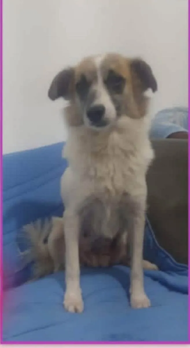 Cachorro ra a SRD idade  nome Sara