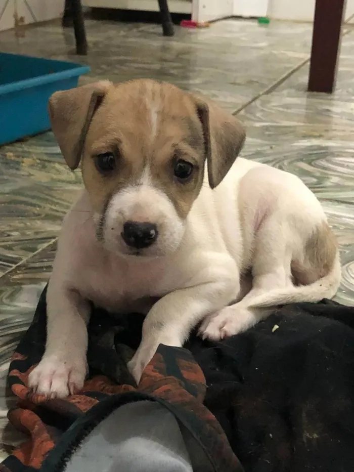 Cachorro ra a SRD idade 2 a 6 meses nome Caramela Galcê