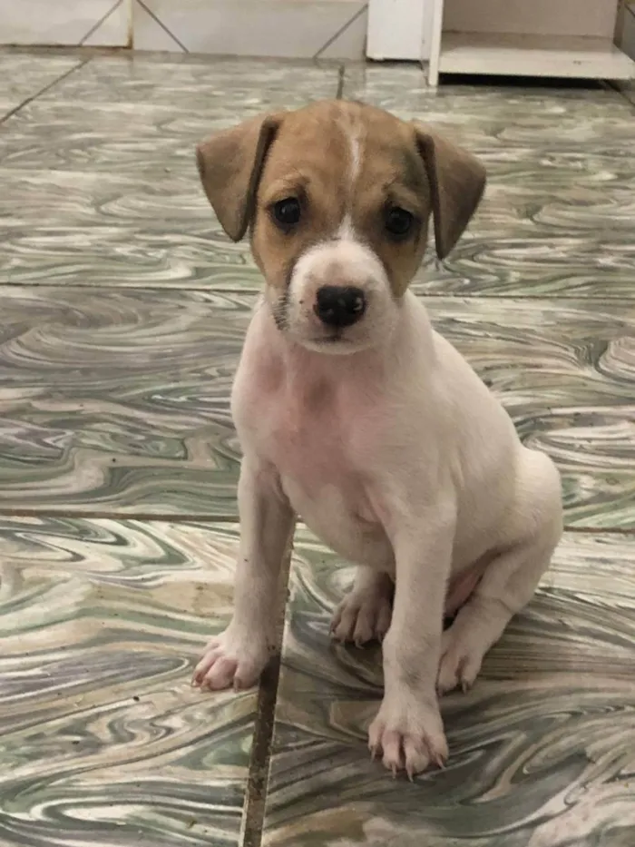 Cachorro ra a SRD idade 2 a 6 meses nome Caramela Galcê