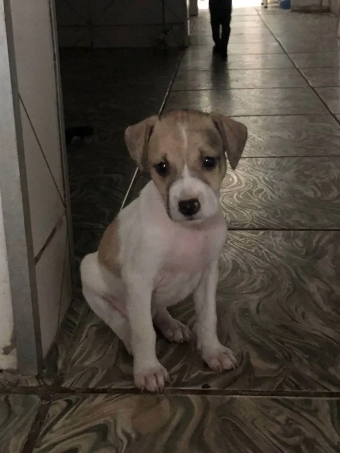 Cachorro ra a SRD idade 2 a 6 meses nome Caramela Galcê
